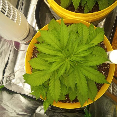 3 X Gelato Autos growlog photo: Good growth in all plants, very happy with their progress. Just drenched in worm tea. Very hot day today 40 degrees 