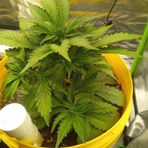 3 X Gelato Autos growlog photo: Good growth in all plants, very happy with their progress. Just drenched in worm tea. Very hot day today 40 degrees 