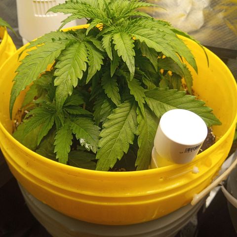 3 X Gelato Autos growlog photo: Good growth in all plants, very happy with their progress. Just drenched in worm tea. Very hot day today 40 degrees 