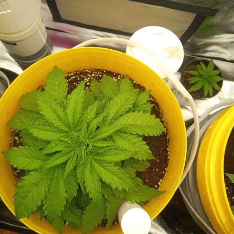 3 X Gelato Autos growlog photo: Good growth in all plants, very happy with their progress. Just drenched in worm tea. Very hot day today 40 degrees 
