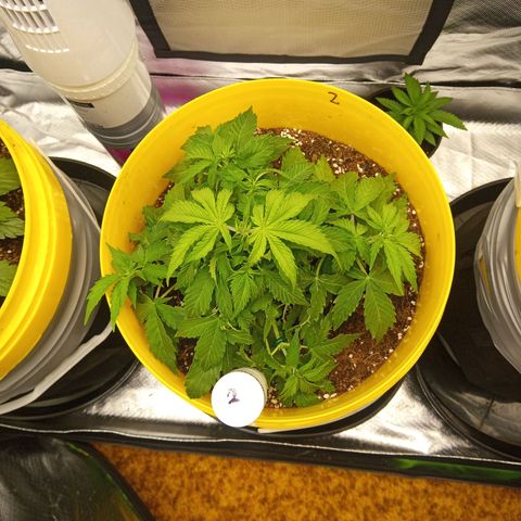 3 X Gelato Autos growlog photo: Doing some different methods of growing/training. 
1. Nearly grow normally, just a touch of LST. This plant has always looked bigger and healthier than the other two.