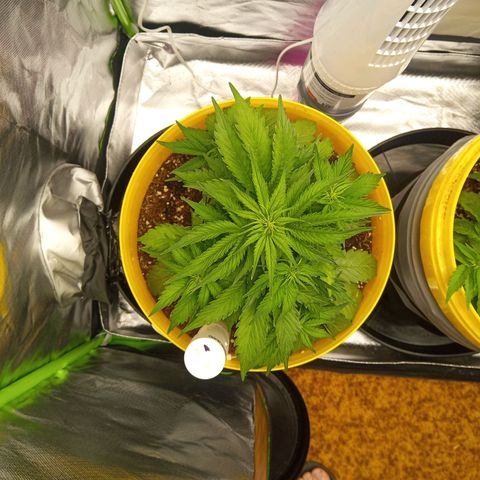 3 X Gelato Autos growlog photo: Doing some different methods of growing/training. 
1. Nearly grow normally, just a touch of LST. This plant has always looked bigger and healthier than the other two.