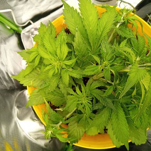 3 X Gelato Autos growlog timeline photo