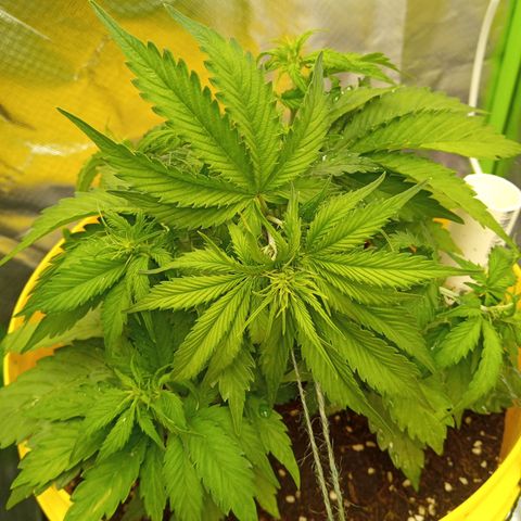 3 X Gelato Autos growlog timeline photo