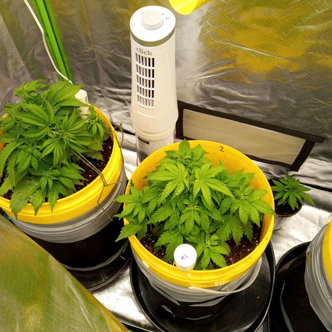 3 X Gelato Autos growlog timeline photo