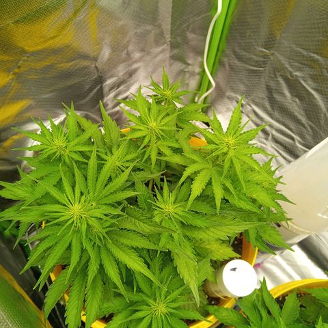 3 X Gelato Autos growlog timeline photo