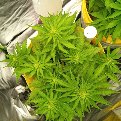 3 X Gelato Autos growlog timeline photo