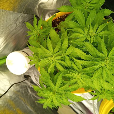 3 X Gelato Autos growlog timeline photo