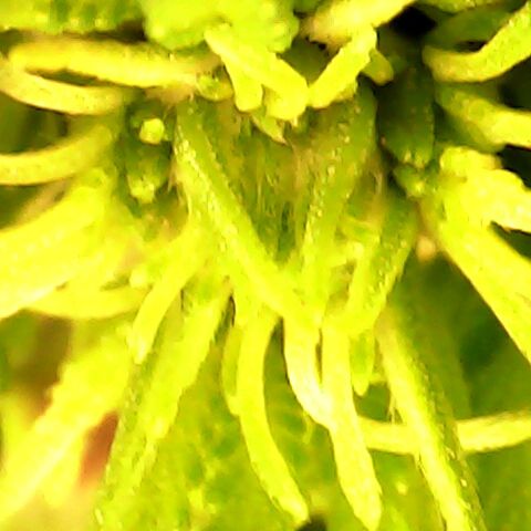 3 X Gelato Autos growlog timeline photo