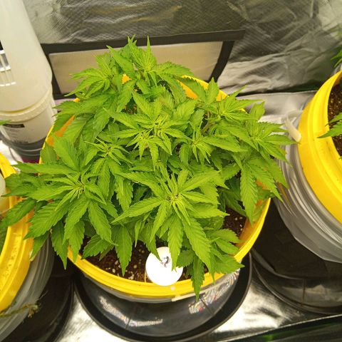 3 X Gelato Autos growlog timeline photo