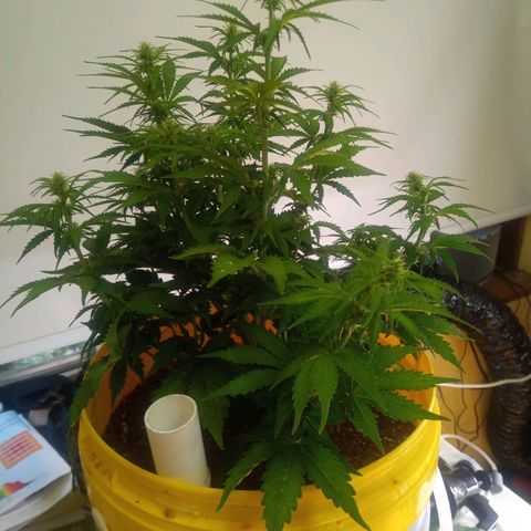 3 X Gelato Autos growlog timeline photo