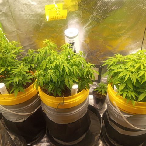 3 X Gelato Autos growlog timeline photo