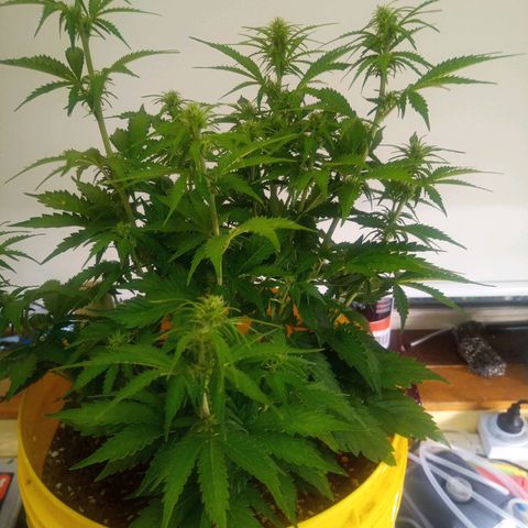 3 X Gelato Autos growlog timeline photo