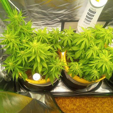 3 X Gelato Autos growlog timeline photo