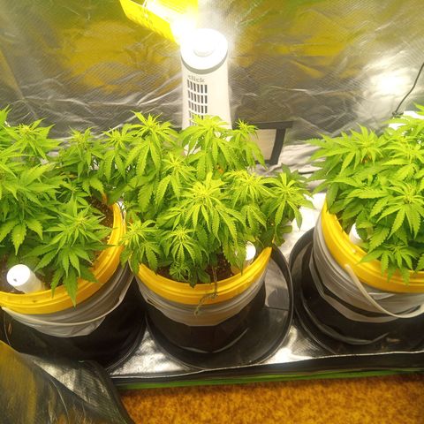 3 X Gelato Autos growlog timeline photo
