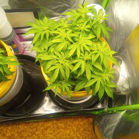 3 X Gelato Autos growlog timeline photo