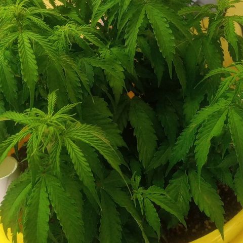 3 X Gelato Autos growlog timeline photo
