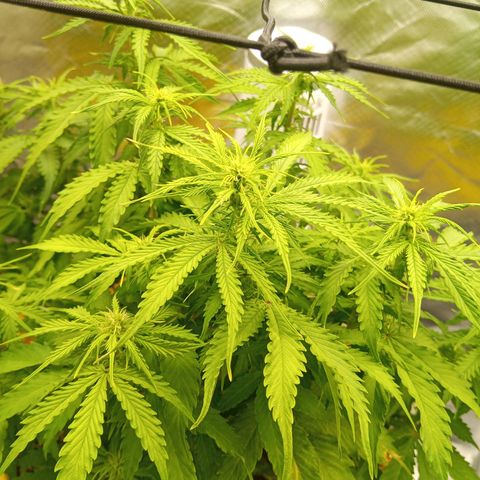 3 X Gelato Autos growlog timeline photo