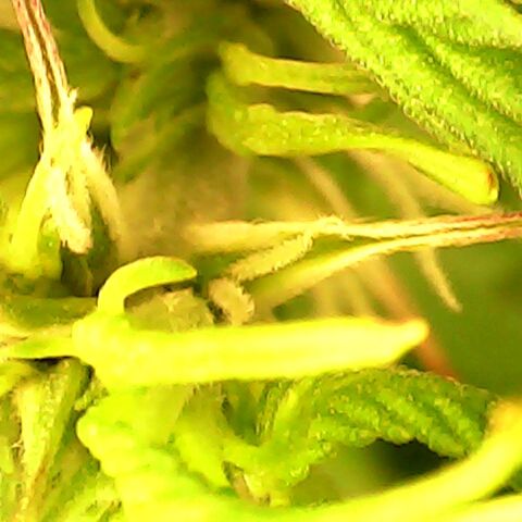 3 X Gelato Autos growlog timeline photo