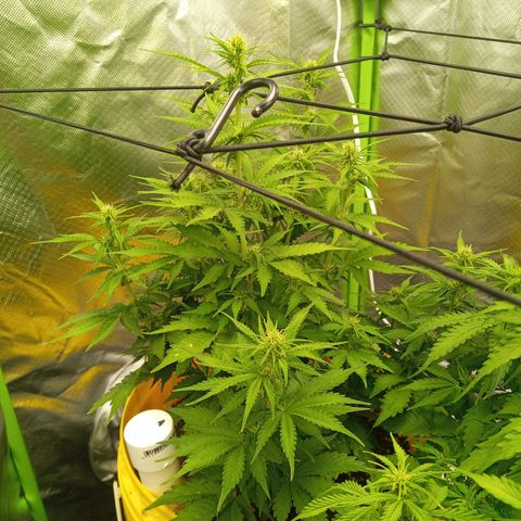 3 X Gelato Autos growlog timeline photo