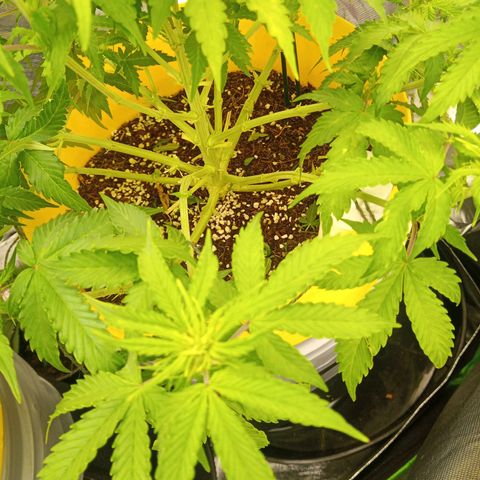 3 X Gelato Autos growlog timeline photo