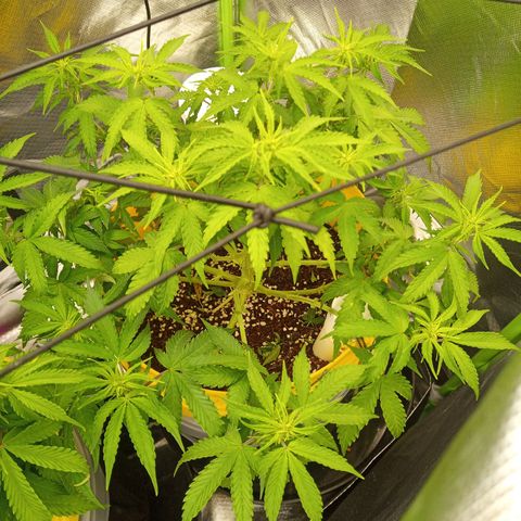 3 X Gelato Autos growlog timeline photo