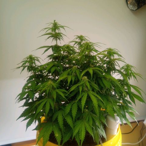 3 X Gelato Autos growlog timeline photo