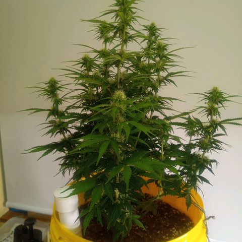 3 X Gelato Autos growlog timeline photo