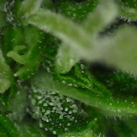 3 X Gelato Autos growlog timeline photo