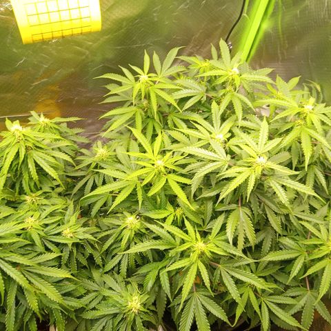 3 X Gelato Autos growlog timeline photo