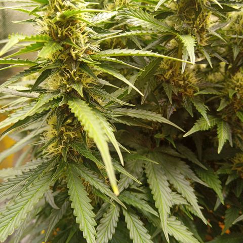 3 X Gelato Autos growlog timeline photo