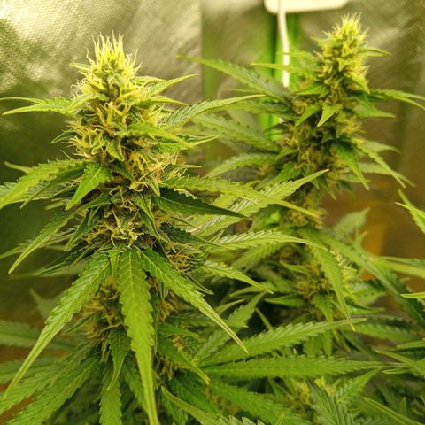 3 X Gelato Autos growlog timeline photo