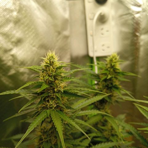 3 X Gelato Autos growlog timeline photo
