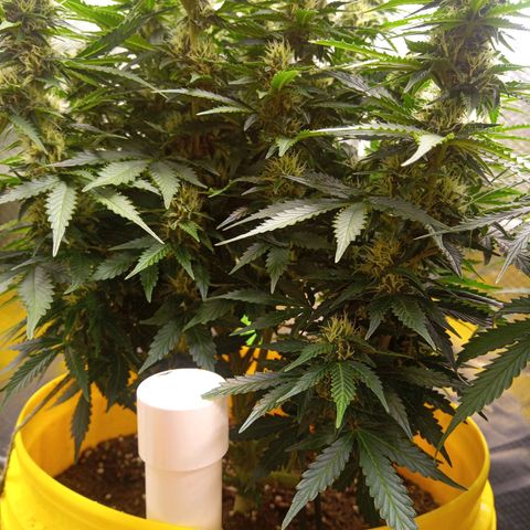 3 X Gelato Autos growlog timeline photo