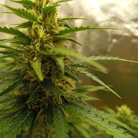 3 X Gelato Autos growlog timeline photo