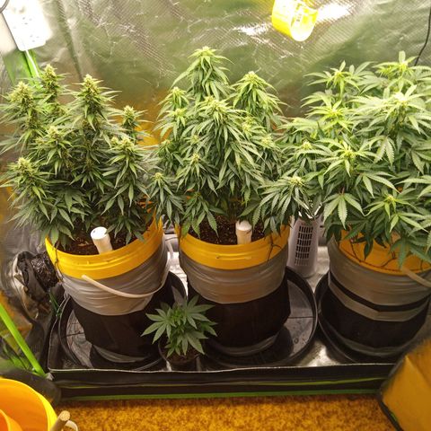 3 X Gelato Autos growlog timeline photo
