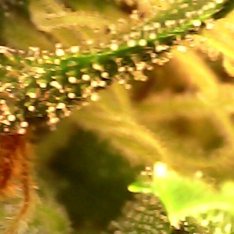 3 X Gelato Autos growlog timeline photo
