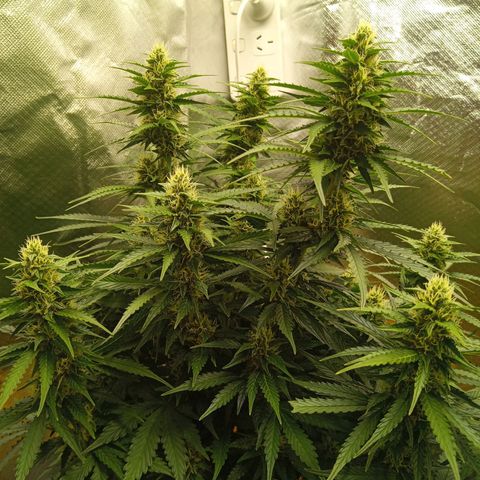 3 X Gelato Autos growlog timeline photo