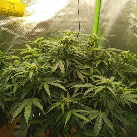 3 X Gelato Autos growlog timeline photo
