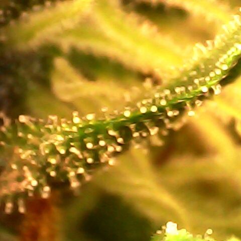 3 X Gelato Autos growlog timeline photo
