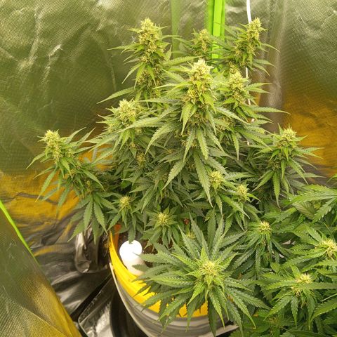 3 X Gelato Autos growlog timeline photo