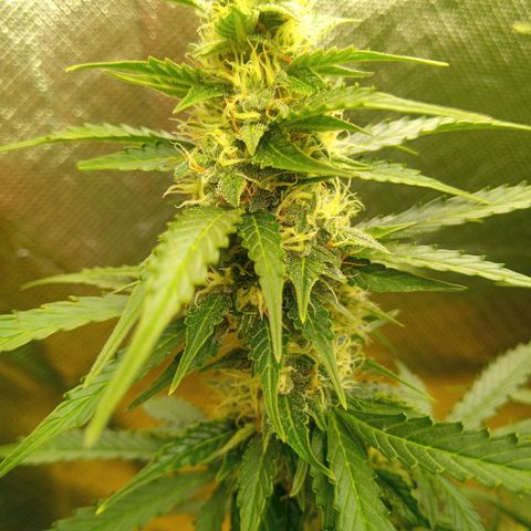 3 X Gelato Autos growlog timeline photo