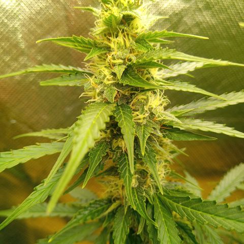 3 X Gelato Autos growlog timeline photo