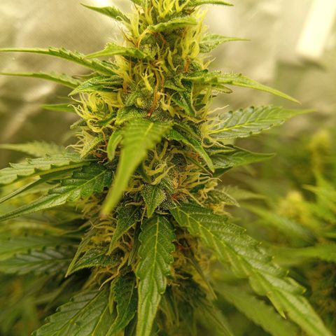 3 X Gelato Autos growlog timeline photo