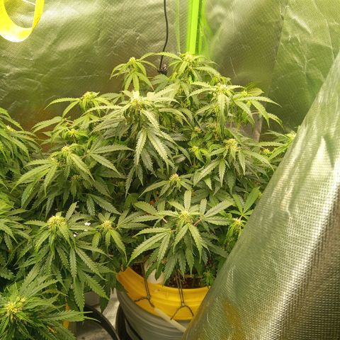 3 X Gelato Autos growlog timeline photo