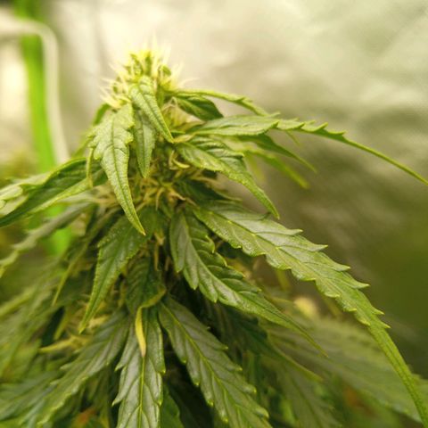 3 X Gelato Autos growlog timeline photo