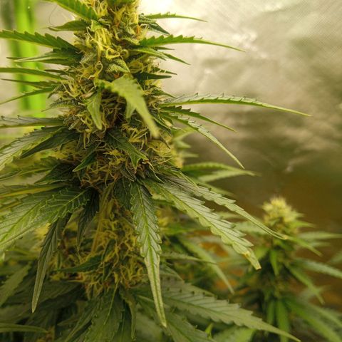 3 X Gelato Autos growlog timeline photo