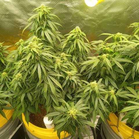 3 X Gelato Autos growlog timeline photo