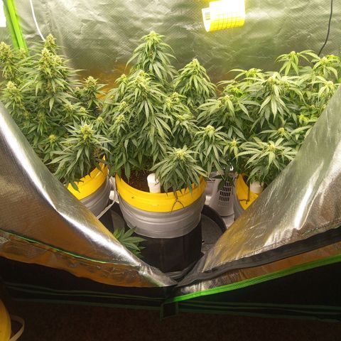 3 X Gelato Autos growlog timeline photo