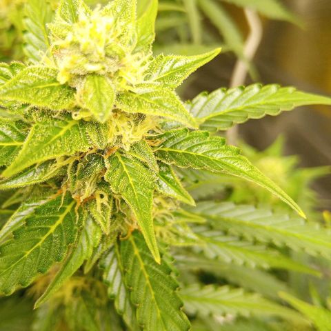 3 X Gelato Autos growlog photo: New XS 1500 PRO 